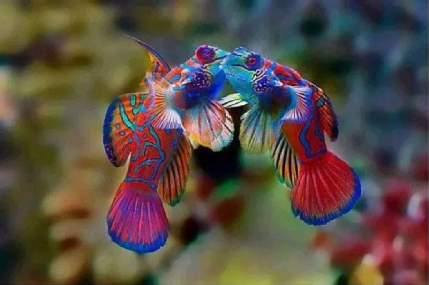 |肤色诡异的24种生物，竟然都是真实存在的！