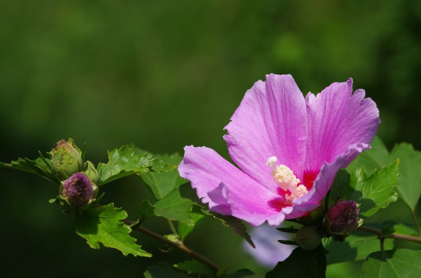 「霉运」7月份，霉运退散，前缘未了，桃花灿烂，真爱说来就来的四大生肖