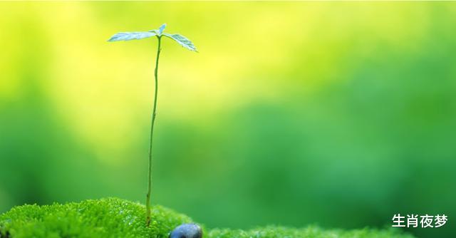 生肖|8月，努力有回报，事业顺风顺水，4生肖枯木新芽，生活言笑晏晏