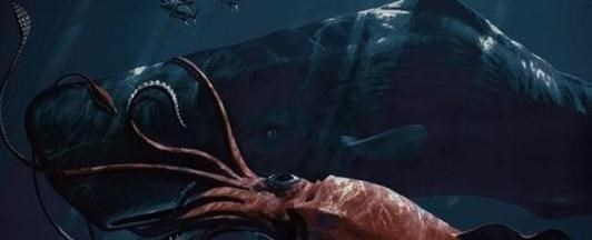 「大王乌贼」浅谈:抹香鲸喜欢捕猎大王乌贼的原因