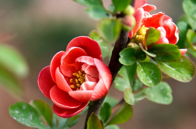 运势|在9月下旬此三属相吉星高照，运势红火，霉运退散，喜事连连