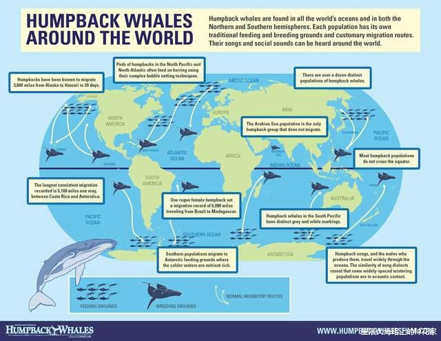 南极|消失了100年的蓝鲸，突然回到南极海域，这预示着什么？
