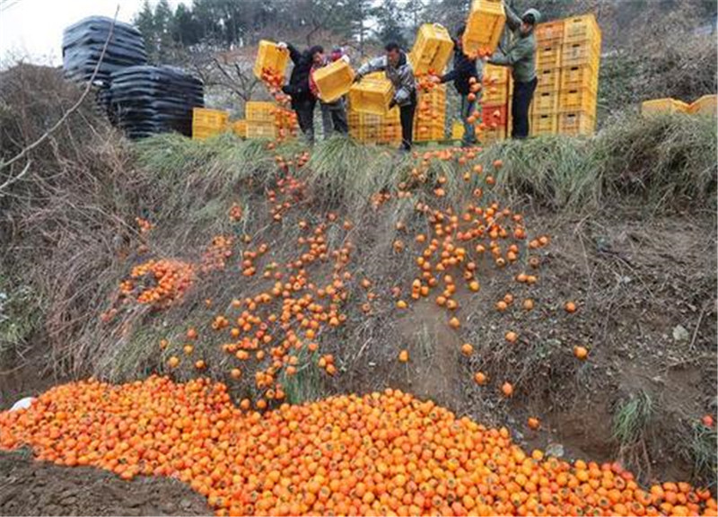 『越南』越南急了！30万吨水果堆积港口，菲律宾趁机拿下中国市场