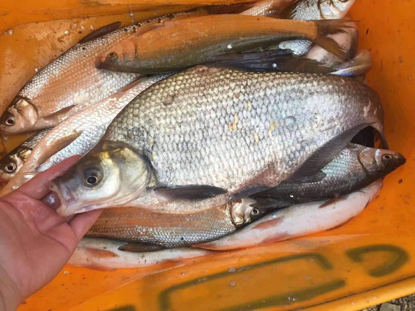 ##浅谈：新手钓鱼装备的选择（台钓篇）