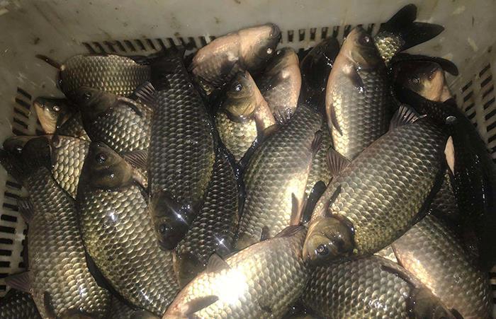 饵料|这种食物拿来做鱼饵,野钓鲫鱼效果很好,人饿了也能吃