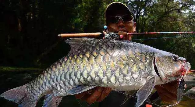 #马来西亚#马来西亚“最贵”的鱼，一口200，当地人吃不起，专卖给中国游客