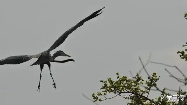 抗体|假如被鲸鱼吞下,携带一把锋利的刀,可以顺利从鲸鱼体内逃出吗?