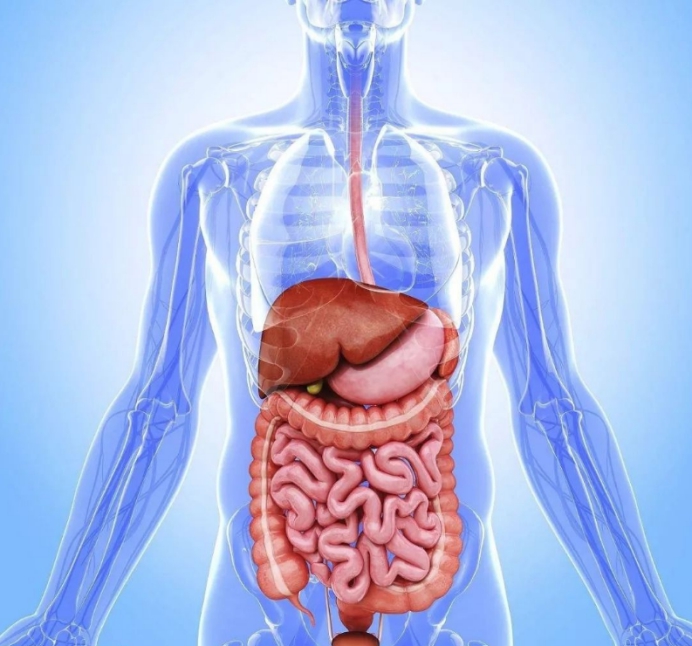 科学家|人体最神奇的5个器官，前2个被摘除，还有一个能在水面上漂浮