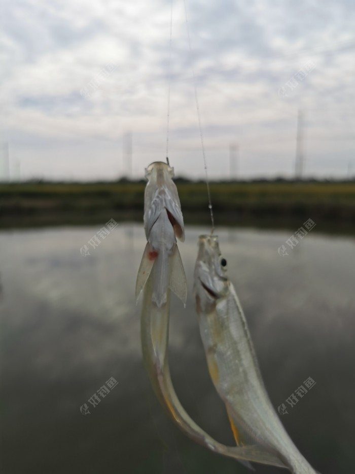 |秋意渐浓，在秋风中享受垂钓的快乐