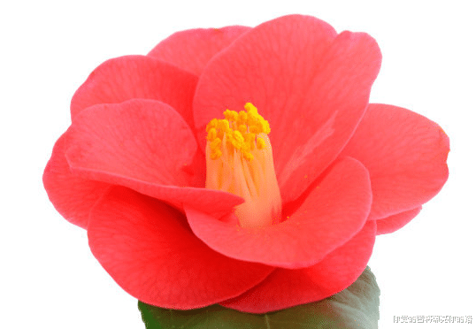 天秤座■6月初，吉星关照，4属相大运到，求得上上签，日子顺水顺风