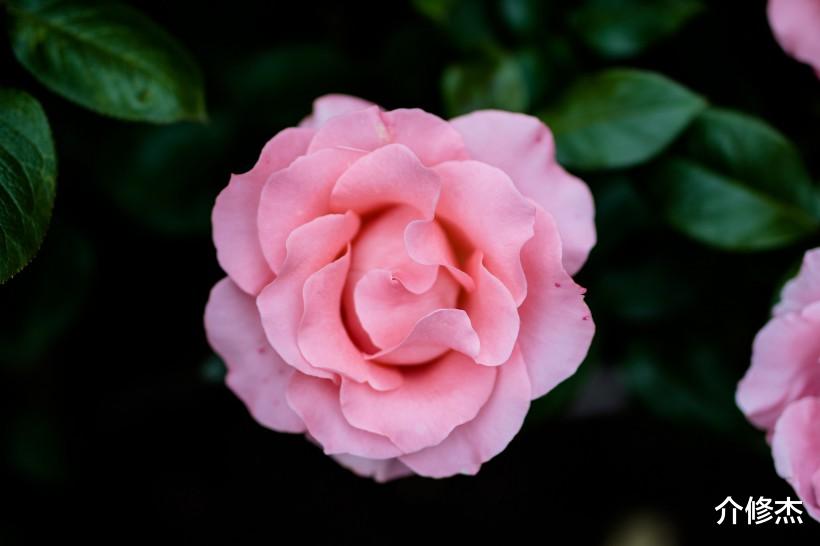 「生肖」六月份中旬期间,自身魅力爆表,桃花运和异性缘很好的四大生肖