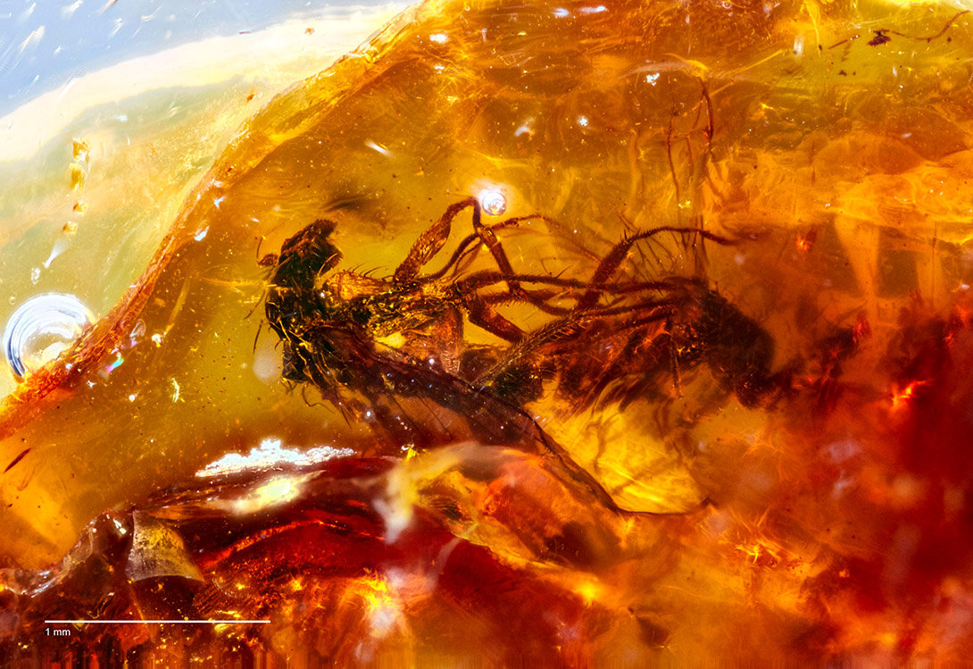 「化石」太尴尬！交配时变琥珀，4100万年后还要被围观！