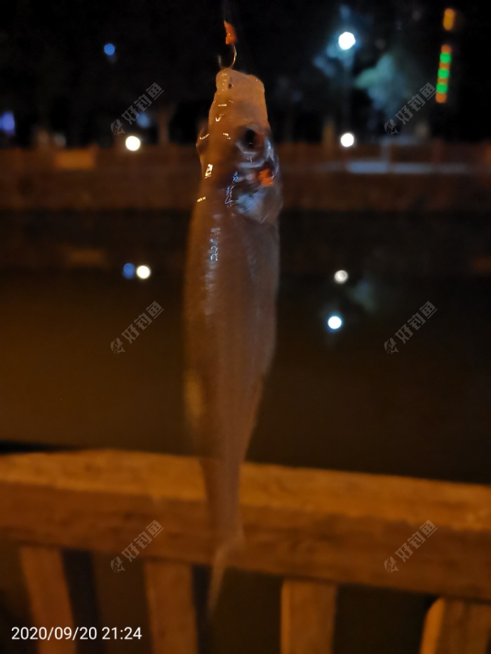 鲫鱼|夜钓鱼口很刁猾 耐心变换小爆护