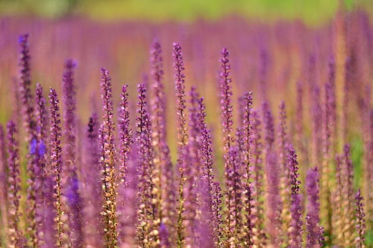 处女座|九月份期间，运势逆转，财神点名，好运缠身，财运翻倍的四大生肖