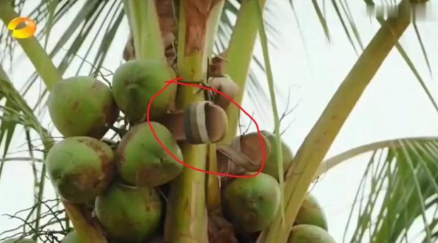 [何炅]《向往的生活4》开播，从先导片看蘑菇屋，暖心的节目组也有纰漏