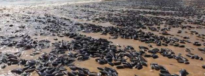 |印度再次被外来物种攻陷，无奈寻求中国帮助，国人：留给你们自己吧！