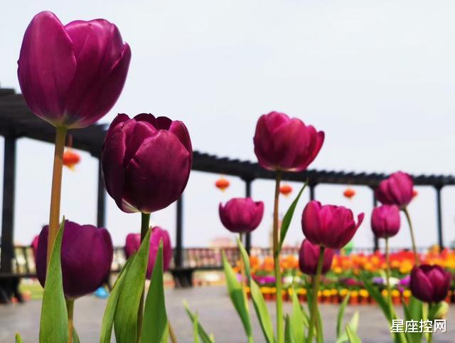 金牛座|敢于挑战自己的3个星座，不怕冒险也不怕输，只怕对不起自己