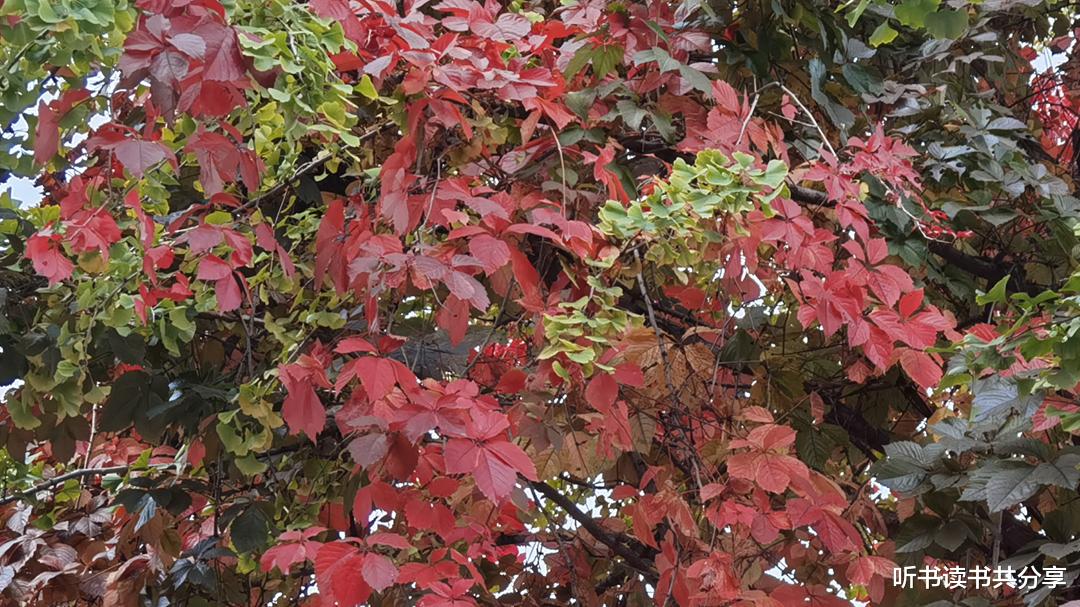 欧洲|与其到景区去拥挤，不如身边赏红叶