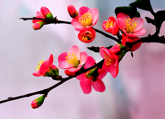 属兔|步入12月,4属相喜迎人生上上签,兴家业发大财,开开心心