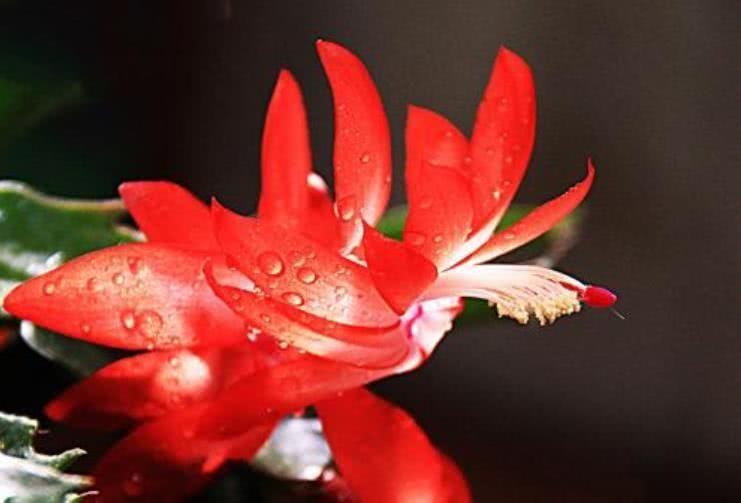 金牛座|10月开始，好运来临，贵人上门，工作得心应手的4大生肖