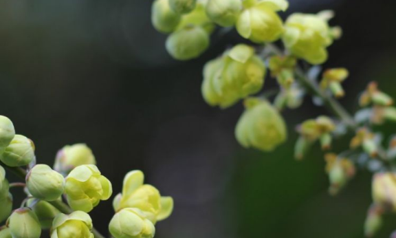 巨蟹座|十月中旬开始，双喜临门，事业前途一片辉煌，财富如雨的生肖