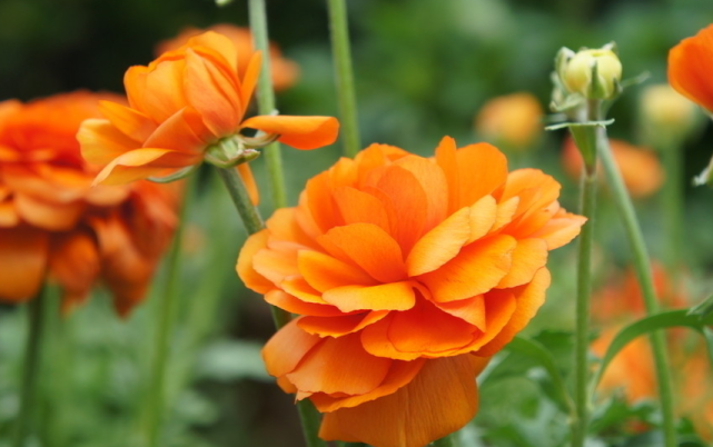 吉星|在下周这三生肖财运亨通，吉星高照，财神缠身，大富大贵