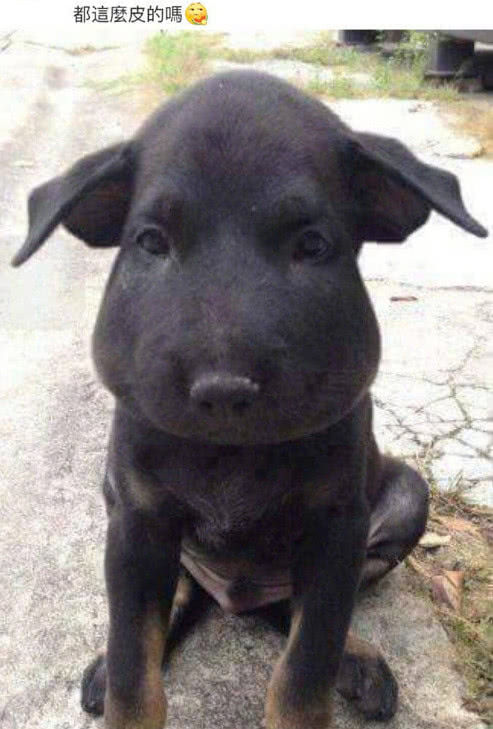 猫咪与狗短兵相接小蜜蜂，真心疼，但还是笑出猪声