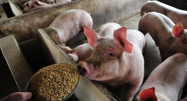 生猪价格|10月猪价持续大跌，难道猪市走不出“怪圈”？接下来猪价咋走？