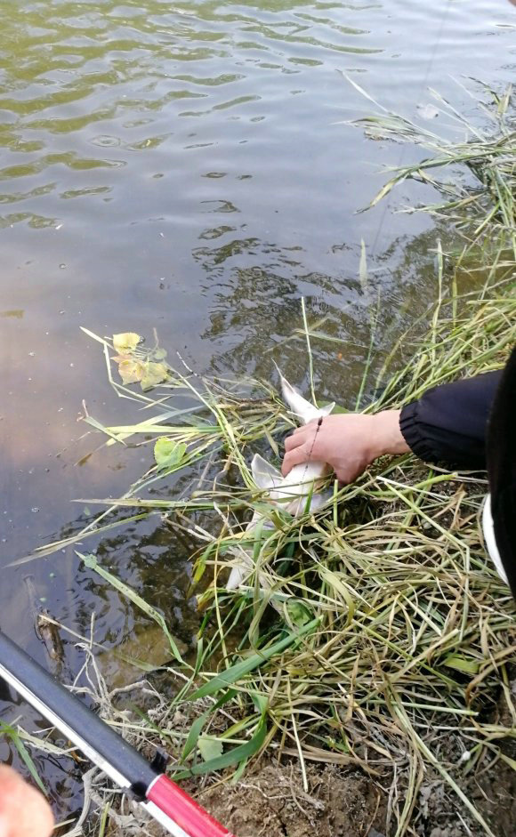 ：长江鱼王游进小河湾？湖南钓鱼人野河钓起罕见奇鱼，网友：已举报