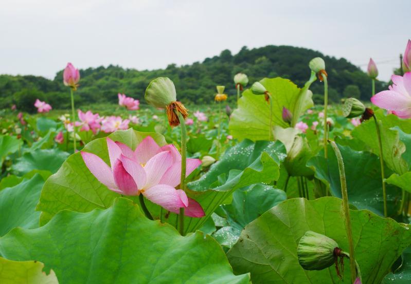 运势|9月下旬，四生肖得贵人青睐，摆脱霉运，靠自己发财