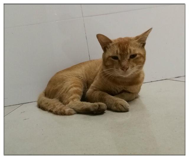 网友平时照顾橘猫，有天夜里网友做噩梦，猫咪及时出现救了网友