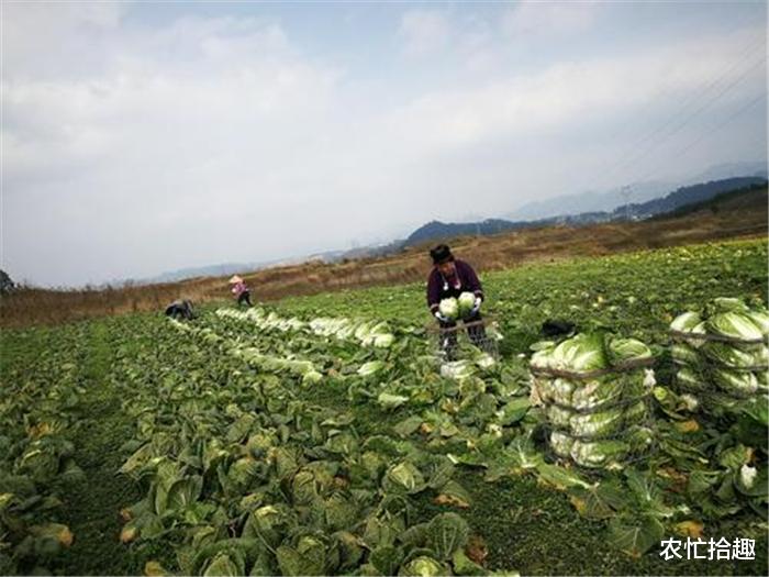 自助餐|一棵再涨4元，饭店都不敢当小菜送，农民机会来了