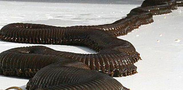 『毒液』蒙古“死亡之虫”神出鬼没,喷毒液放闪电,探险家冒死探寻真相