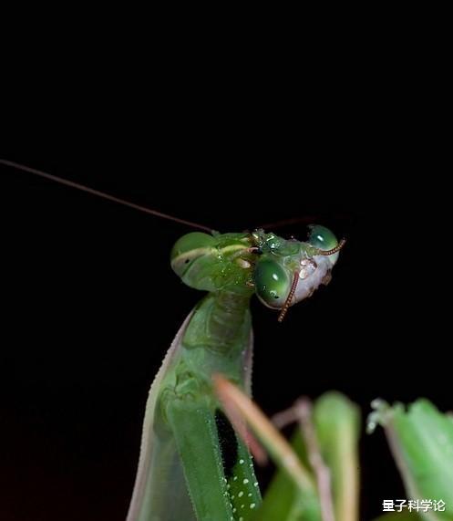 后代■雌螳螂吃夫时，雄螳螂为什么不逃跑？而最后得益的还是雄螳螂