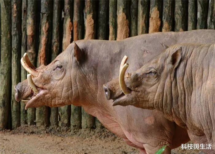 ：威力无穷的3大生物，连天敌都不怕，最终却败在自己手上！