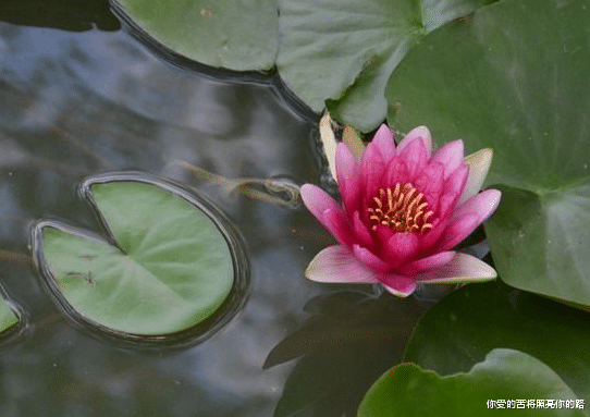 |本月财源滚滚，4属相事业步步高升，生活顺风顺水，喜事连连