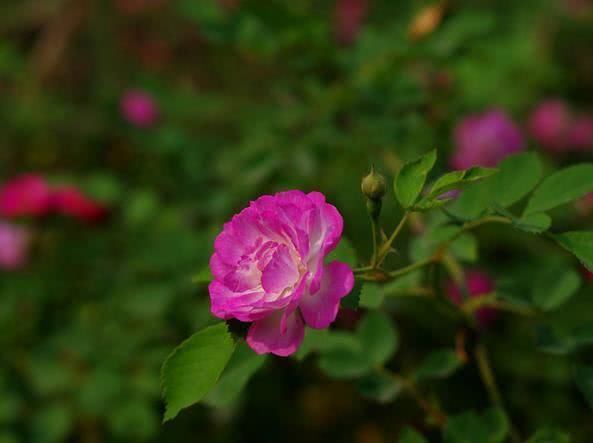 旧爱|11月开始，财运提升，富贵大增，好运伴身的四大属相