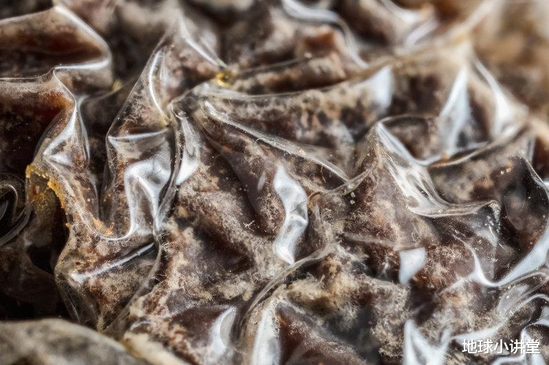 加拿大猞猁|神奇！地下室存放了8年的糕点，给了科学家们一份意想不到的惊喜