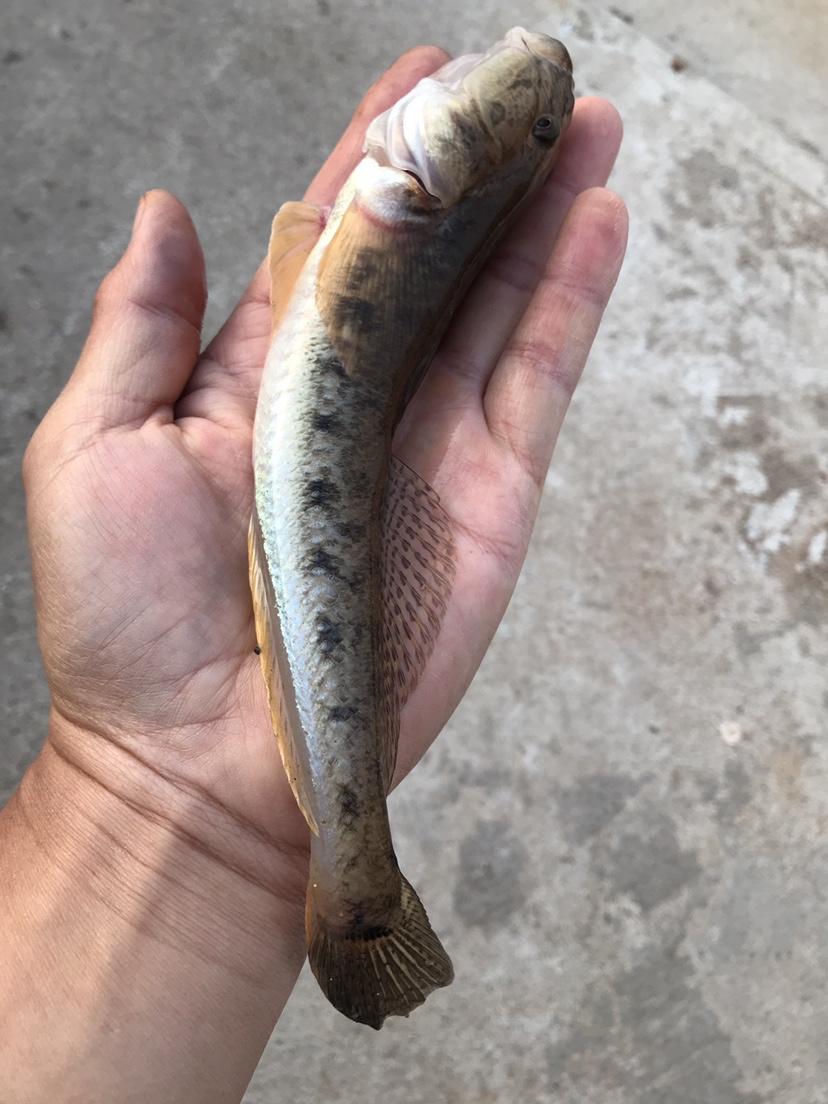 |海边作钓楞蹦鱼，钓获不知名鱼种，放流归家