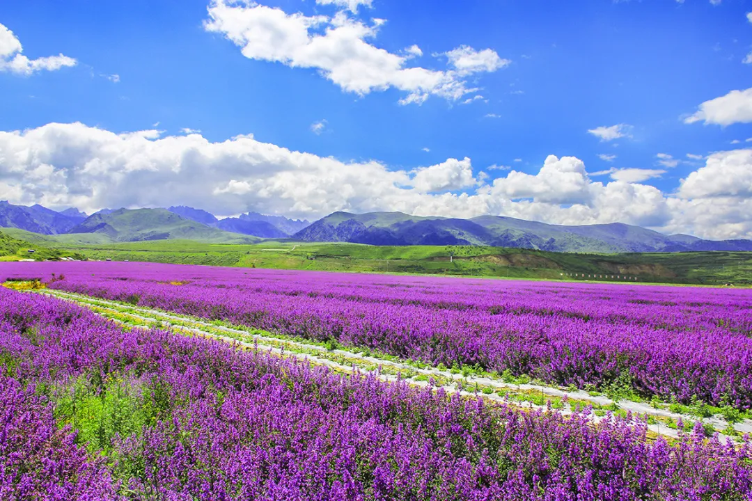 66号公路▲中国的66号公路！这条藏在川西的草原天路，每一帧都是流动的大片|思鹿旅行推荐