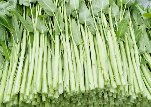 |空心菜有4个品种，只有它是所有通菜中的“爱马仕”，有钱也难买