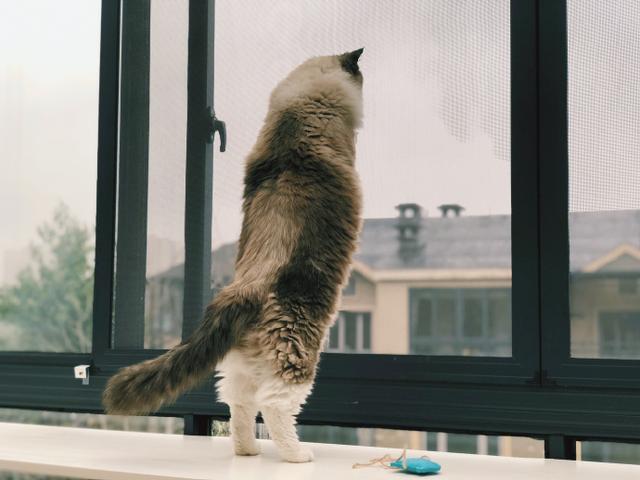窗外飞来了什么？竟勾引我家布偶猫爬上窗台一起玩耍！