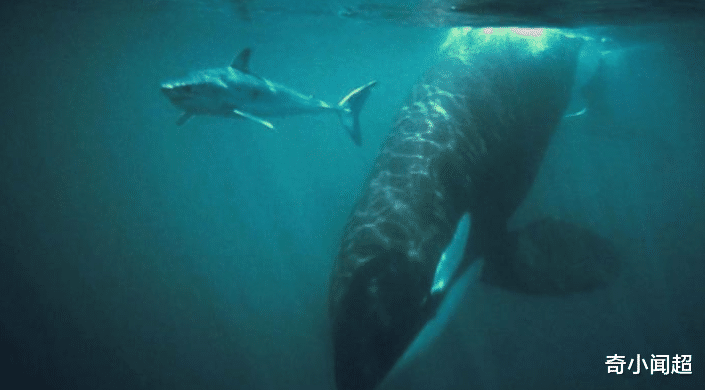 鲨鱼■为何鲨鱼碰到了虎鲸后,就一动也不动,甚至被虎鲸撕咬也不反抗?