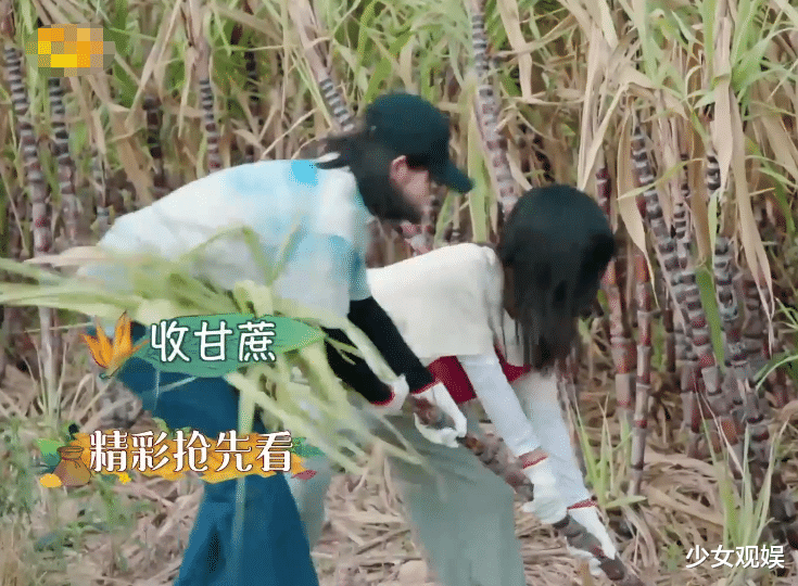 「谭松韵」谭松韵再度上《向往4》,谁关注到张子枫动反应?关系好坏很明显