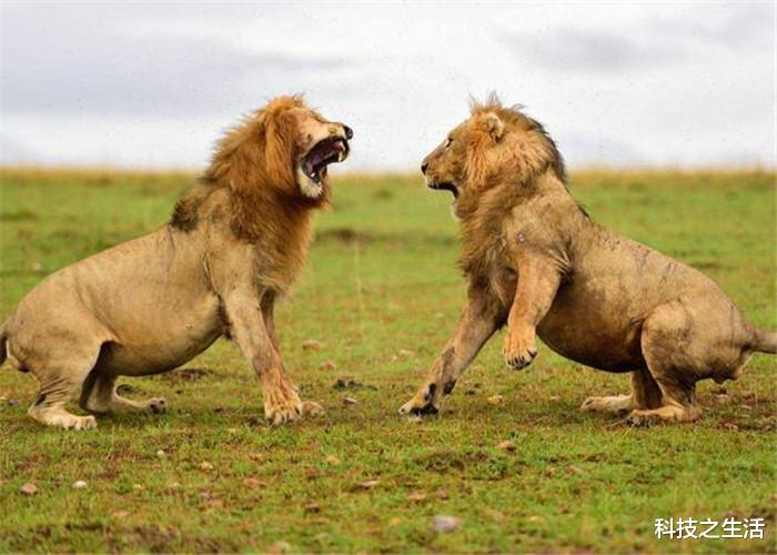 []动物一般都是雄性好看，而人类却恰恰相反，这是怎么回事呢？