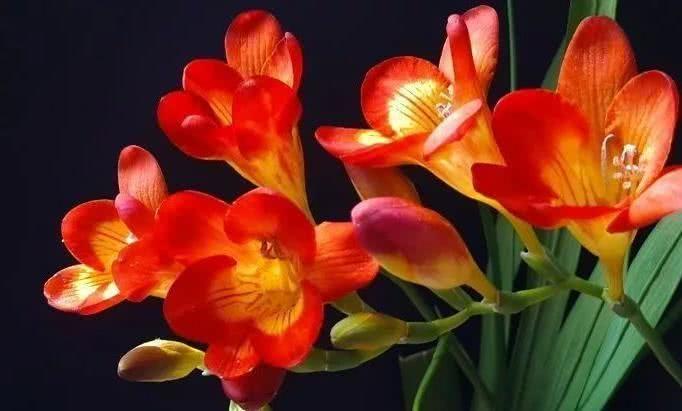 生肖|9月下旬开始事业顺遂，喜事浮出水面，不愁吃不愁喝的4大生肖