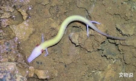 「」世界上最像“龙”的动物，全身只有30厘米，寿命却长达100年