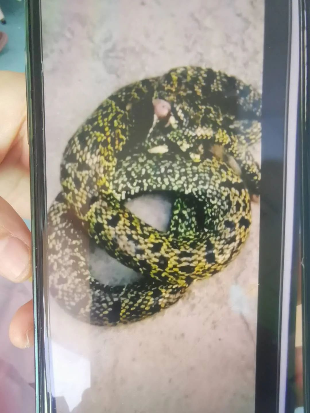 ＂原＂贵阳晚报|贵州一男孩发现“花蘑菇”，一摸是毒蛇！手被咬黑……