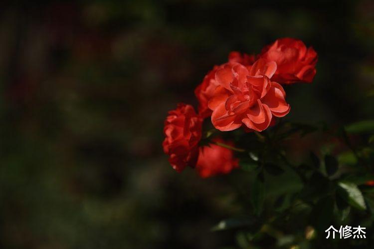 射手座|10月上旬起，旧爱难忘，复合有意，续写前缘，真情重现的4大星座