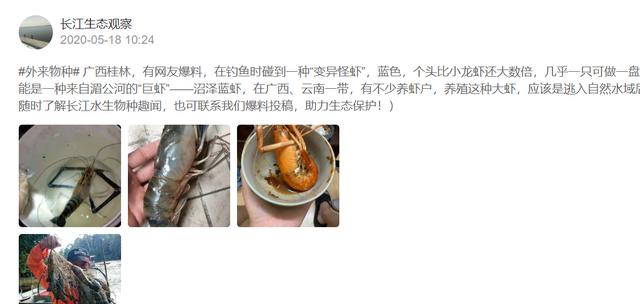 「广西」广西桂林，河道中出现“变异大虾”，钓鱼人：一只能做一盘菜